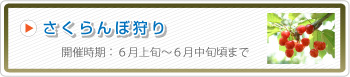 通常栽培さくらんぼ狩り