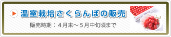 温室栽培さくらんぼの販売